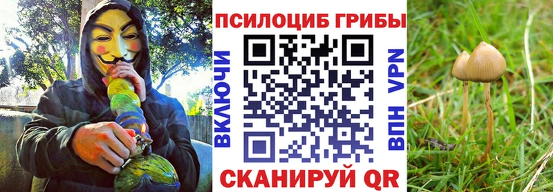 где можно купить наркотик Весьегонск Галлюциногенные грибы Cubensis